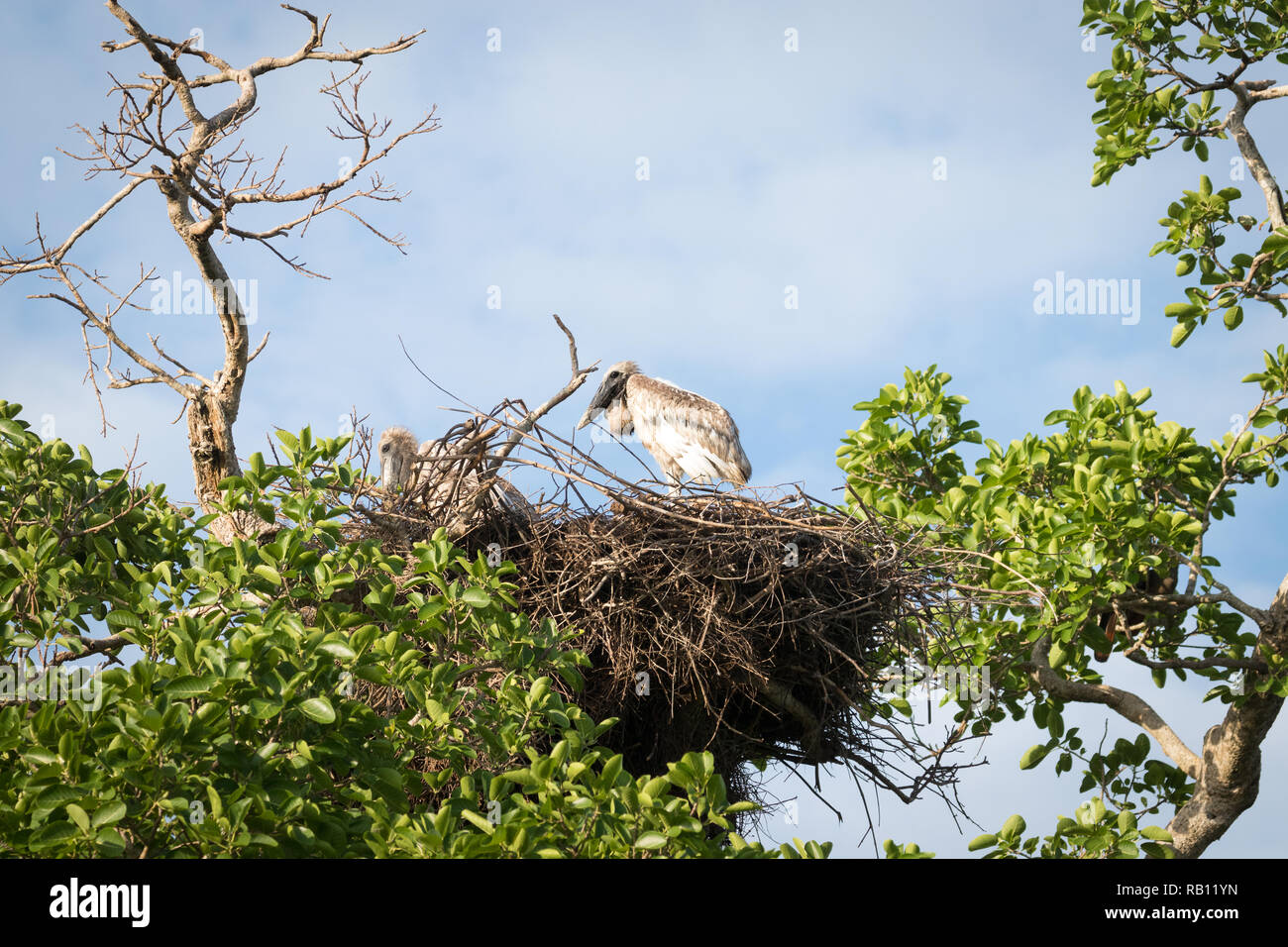 Jabiru dans Relais Alegre Banque D'Images