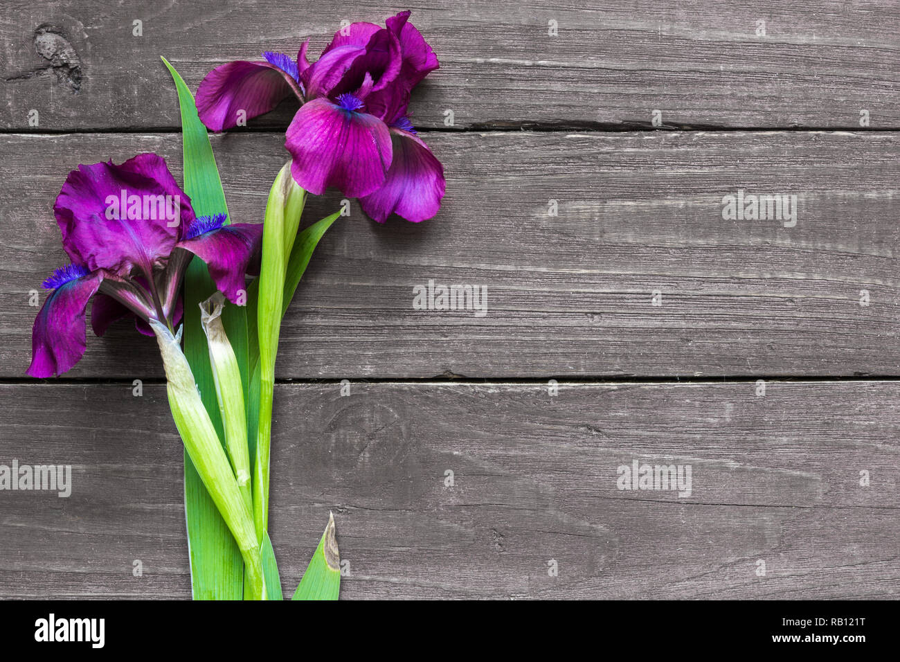 Iris fleurs pourpre foncé sur maquette en bois rustique pour l'arrière-plan de travail créatif design. vue d'en haut. télévision lay Banque D'Images