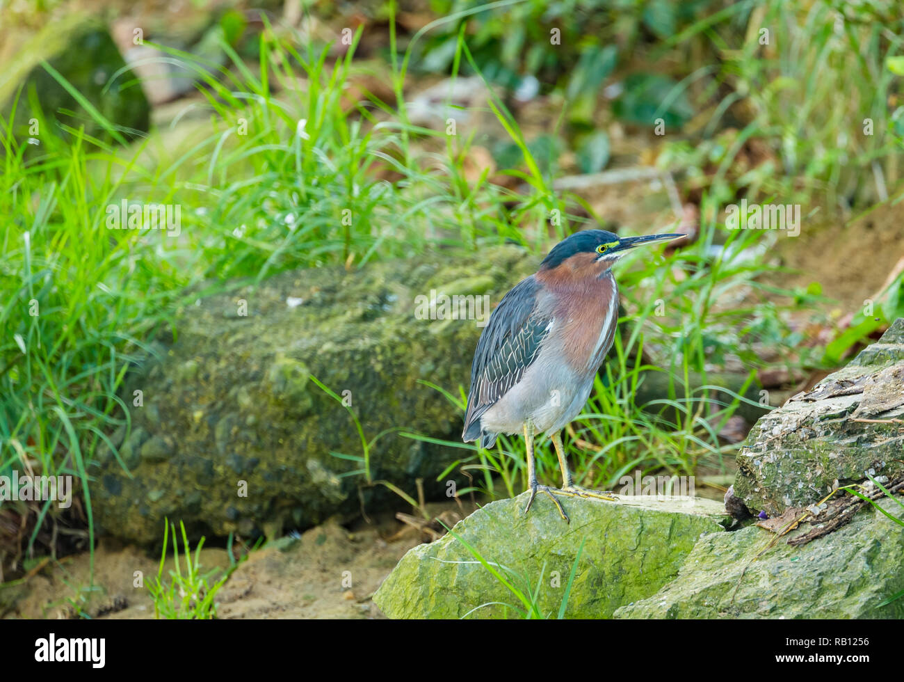 (Heron Butorides virescens) Green heron soutenu faisant face à droite, prête pour la pêche en eau douce Creek dans le petit village de pêcheurs de Castara, Tobago Banque D'Images