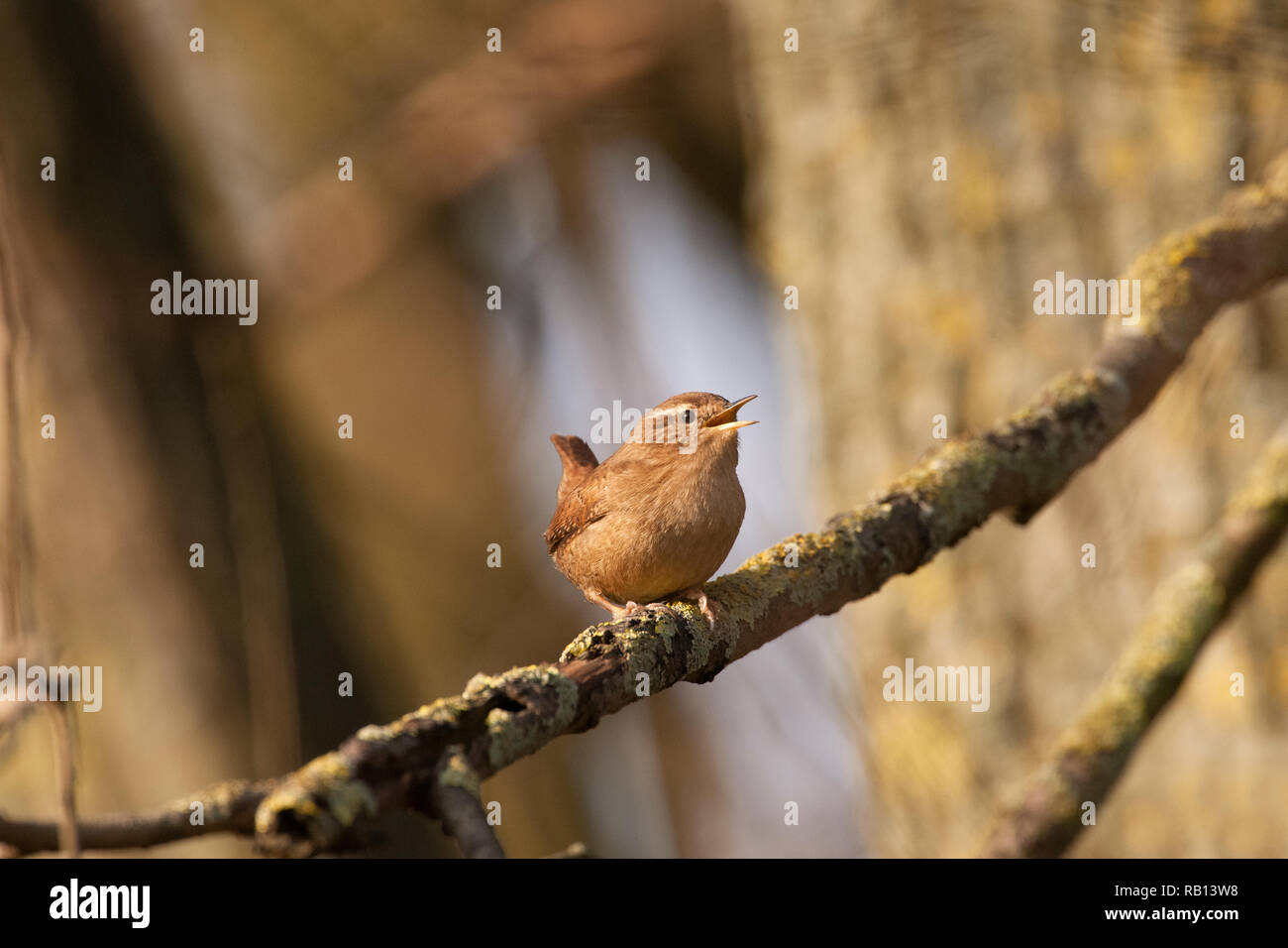 Troglodyte mignon Troglodytes troglodytes,européen, le chant d'une direction générale, Hampstead Heath, Londres, Royaume-Uni Banque D'Images