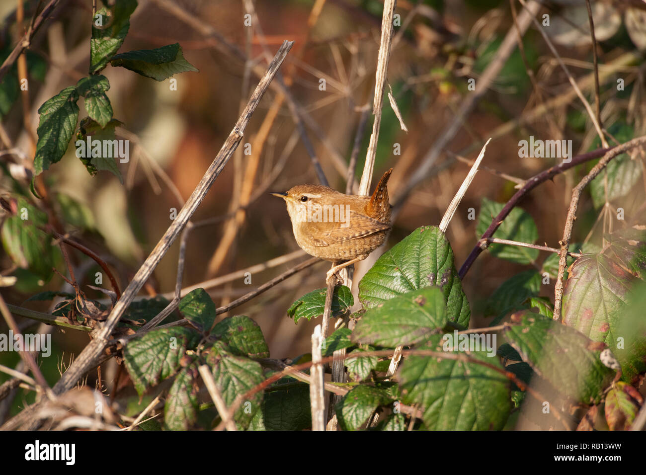 Troglodyte mignon Troglodytes troglodytes,européen, Hampstead Heath, Londres, Royaume-Uni Banque D'Images