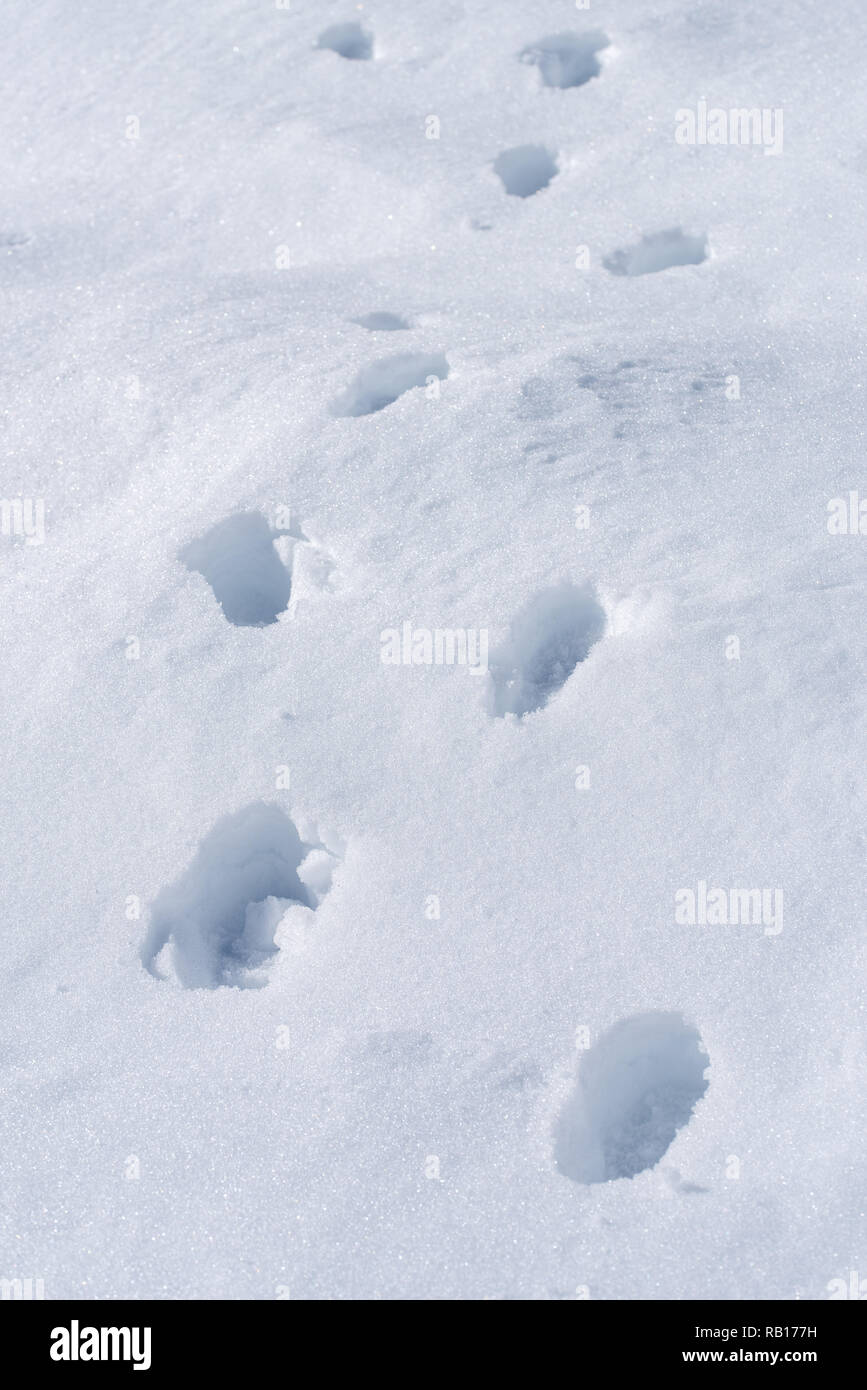 Des traces de pas dans la neige fraîche background concept idéal pour les chaussures d'hiver Banque D'Images