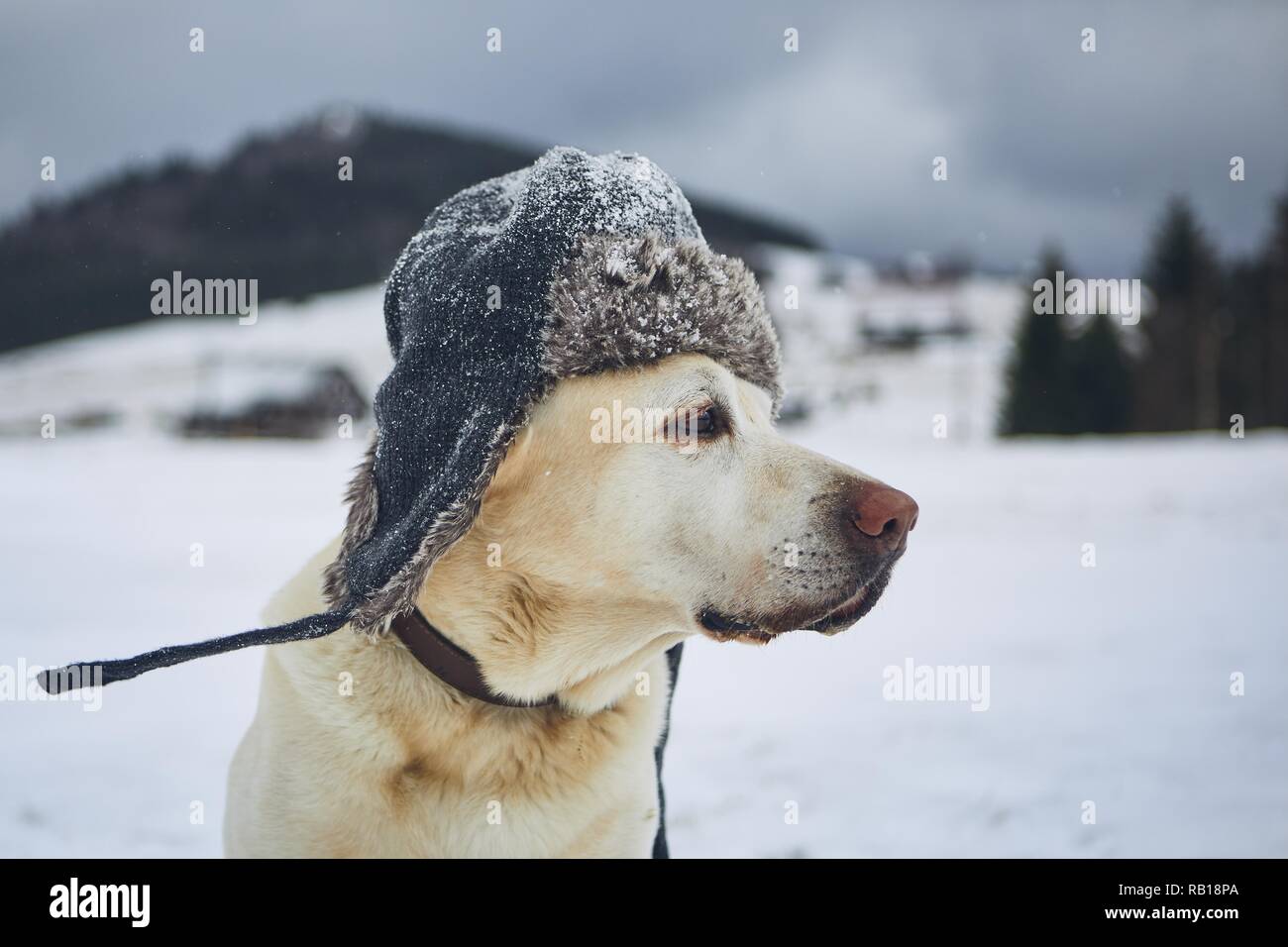 Funny portrait de chien dans un paysage d'hiver glacial. Labrador retriever avec capuchon sur sa tête. Banque D'Images