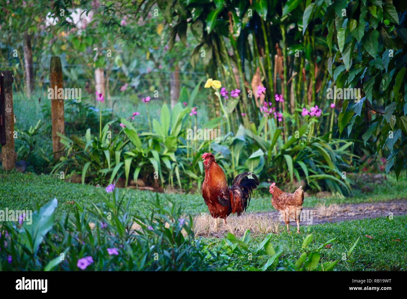 Un grand coq rouge qui chantent tôt le matin Banque D'Images