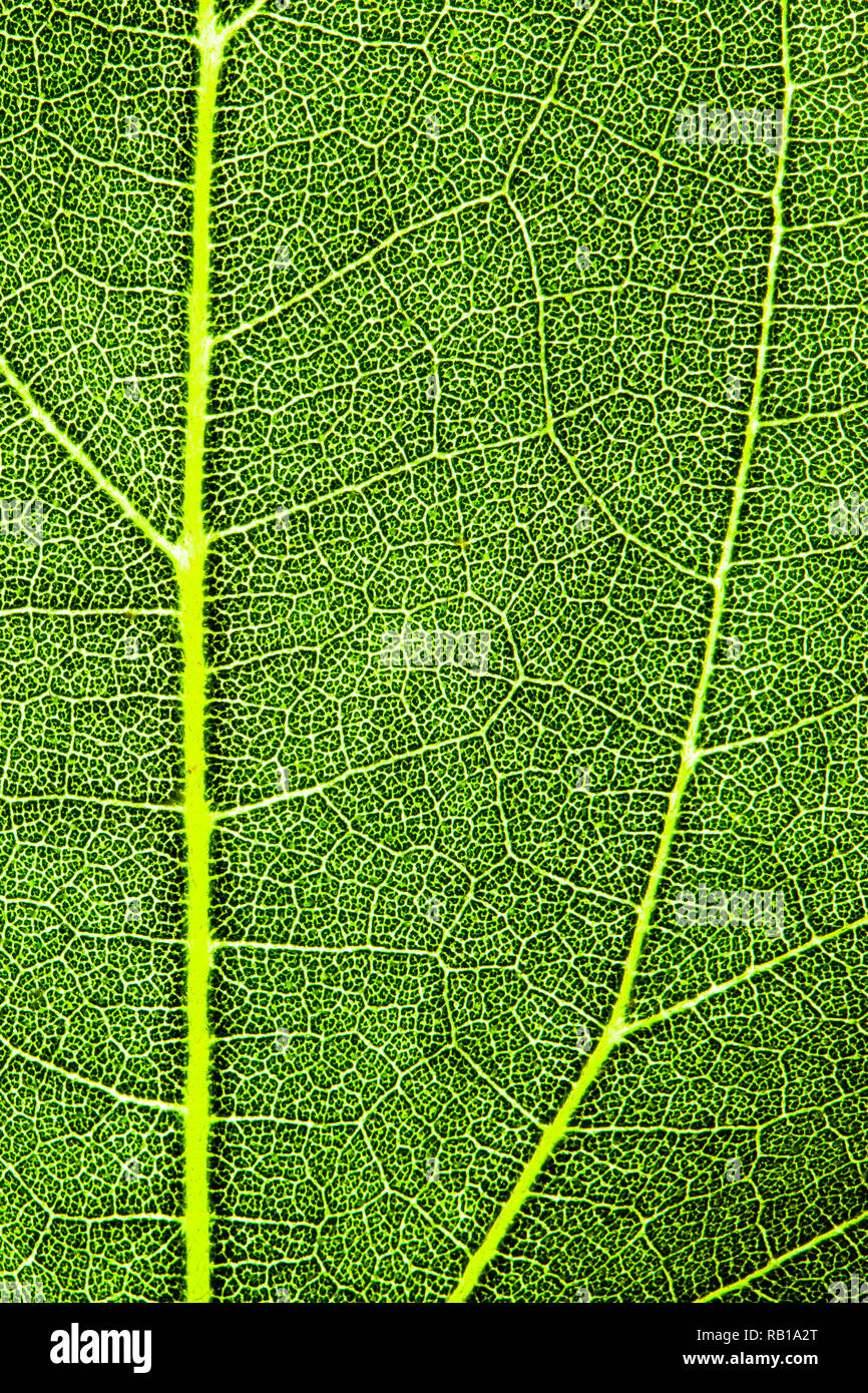 Vert feuille détaillée de la structure de surface robuste frais macro extrême photo gros plan avec la nervure principale, des nervures et des grooves comme une texture nature eco green biolo Banque D'Images