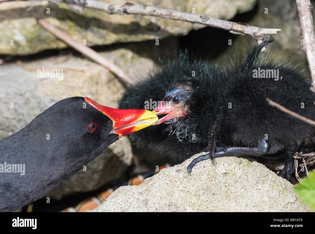 La Gallinule poule-d'eau (Gallinula chloropus) est transmis par l'alimentation un adulte poule d'au printemps dans le West Sussex, Angleterre, Royaume-Uni. Nourrir les oiseaux bec poussin. Banque D'Images