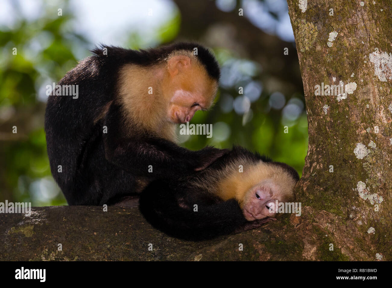 Singes capucins à tête blanche au Costa Rica Banque D'Images