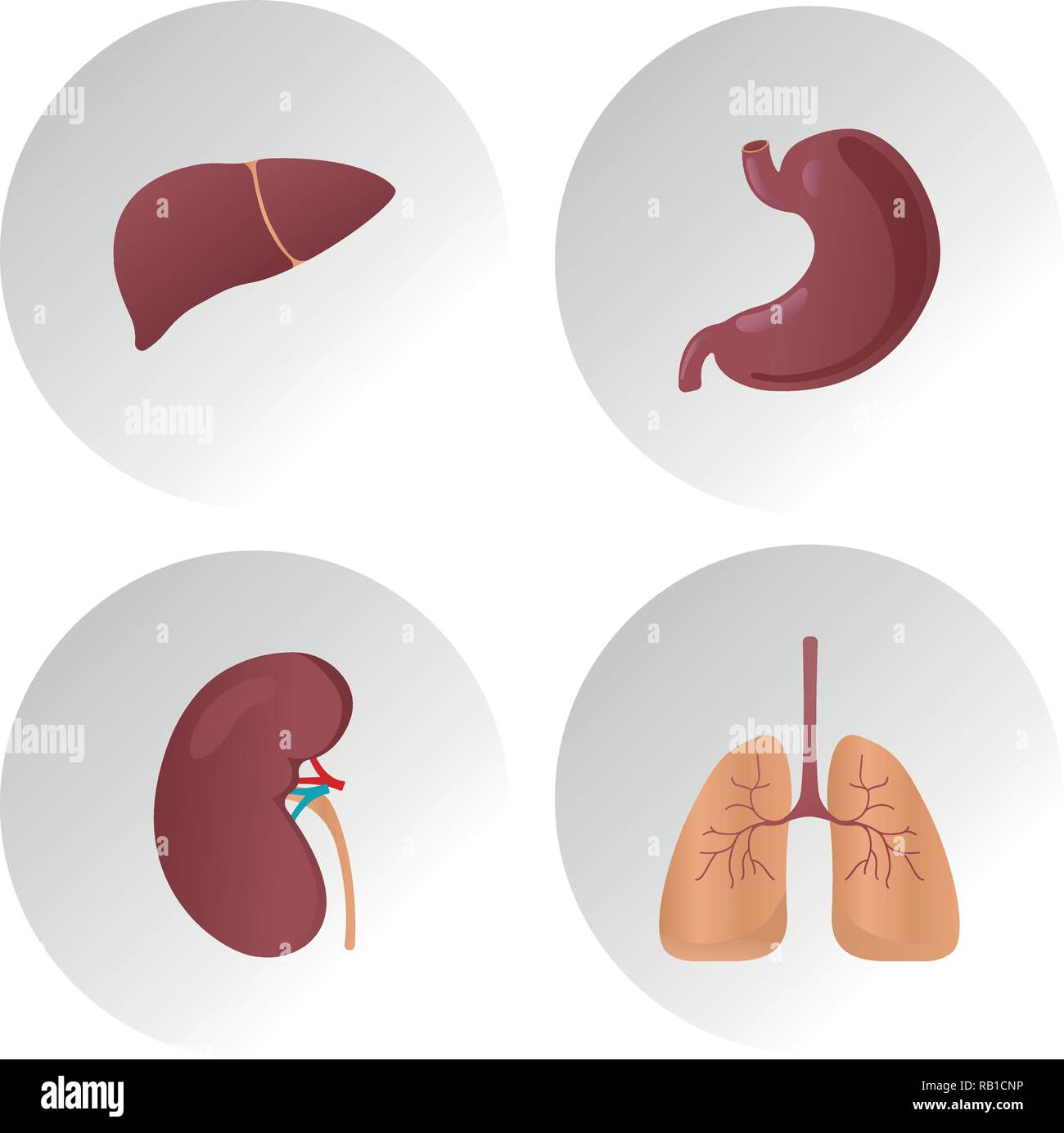 Les organes internes télévision vector icons. Ensemble d'organes vitaux, illustration de poumons, foie, estomac, reins organ Illustration de Vecteur