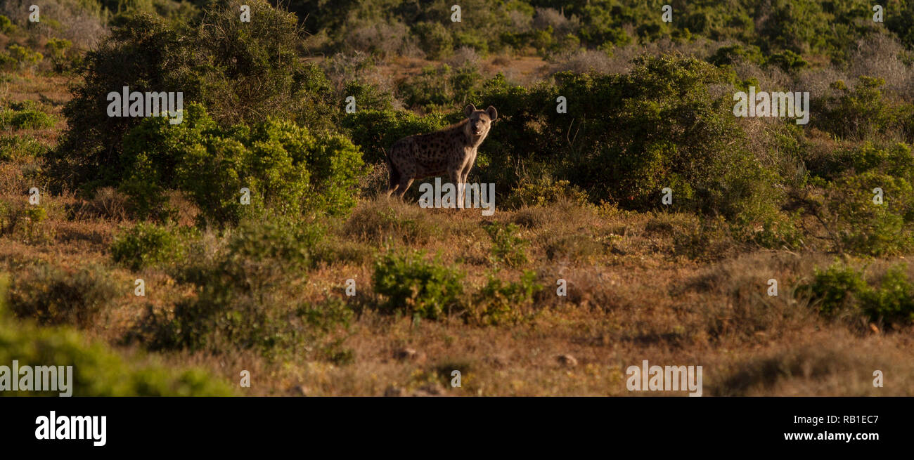 L'hyène tachetée, camouflé en bush Addo Elephant National Park, Eastern Cape, Afrique du Sud Banque D'Images