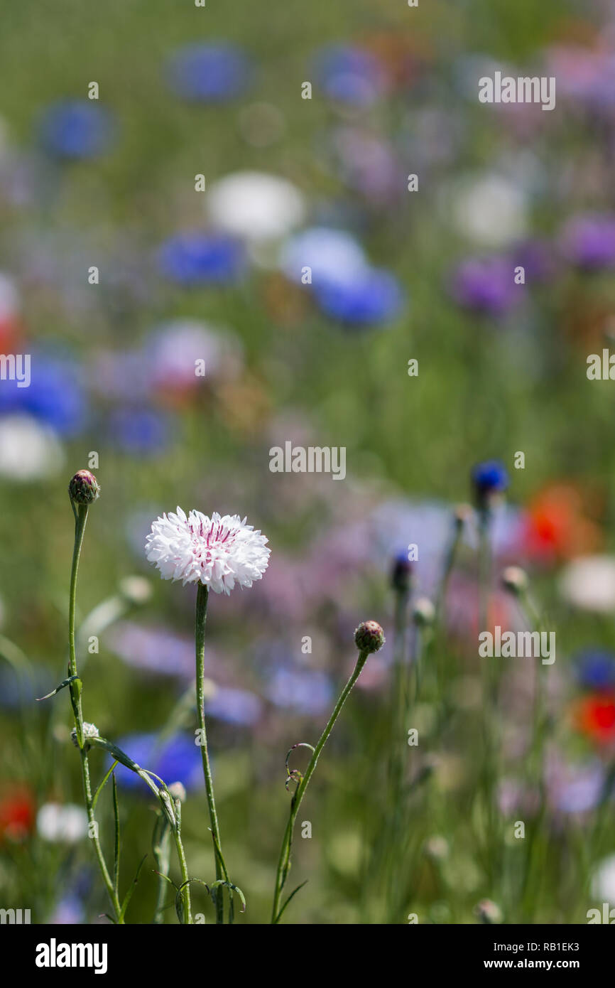 Seule fleur blanche à l'encontre d'une prairie colorée Banque D'Images