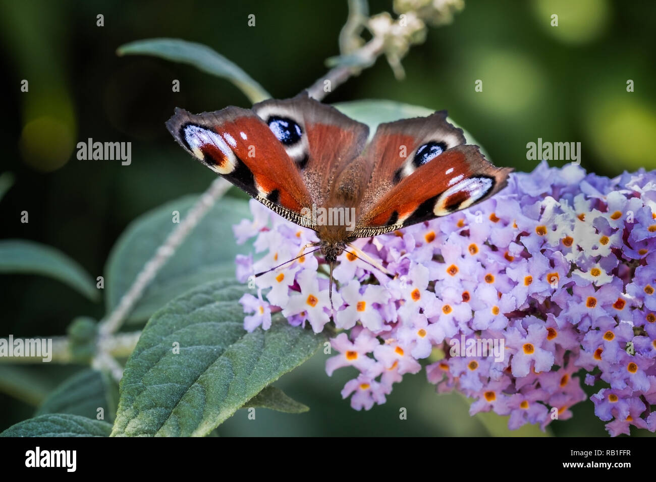 Gros plan d'une alimentation à partir d'un papillon paon buddleia purple flower Banque D'Images