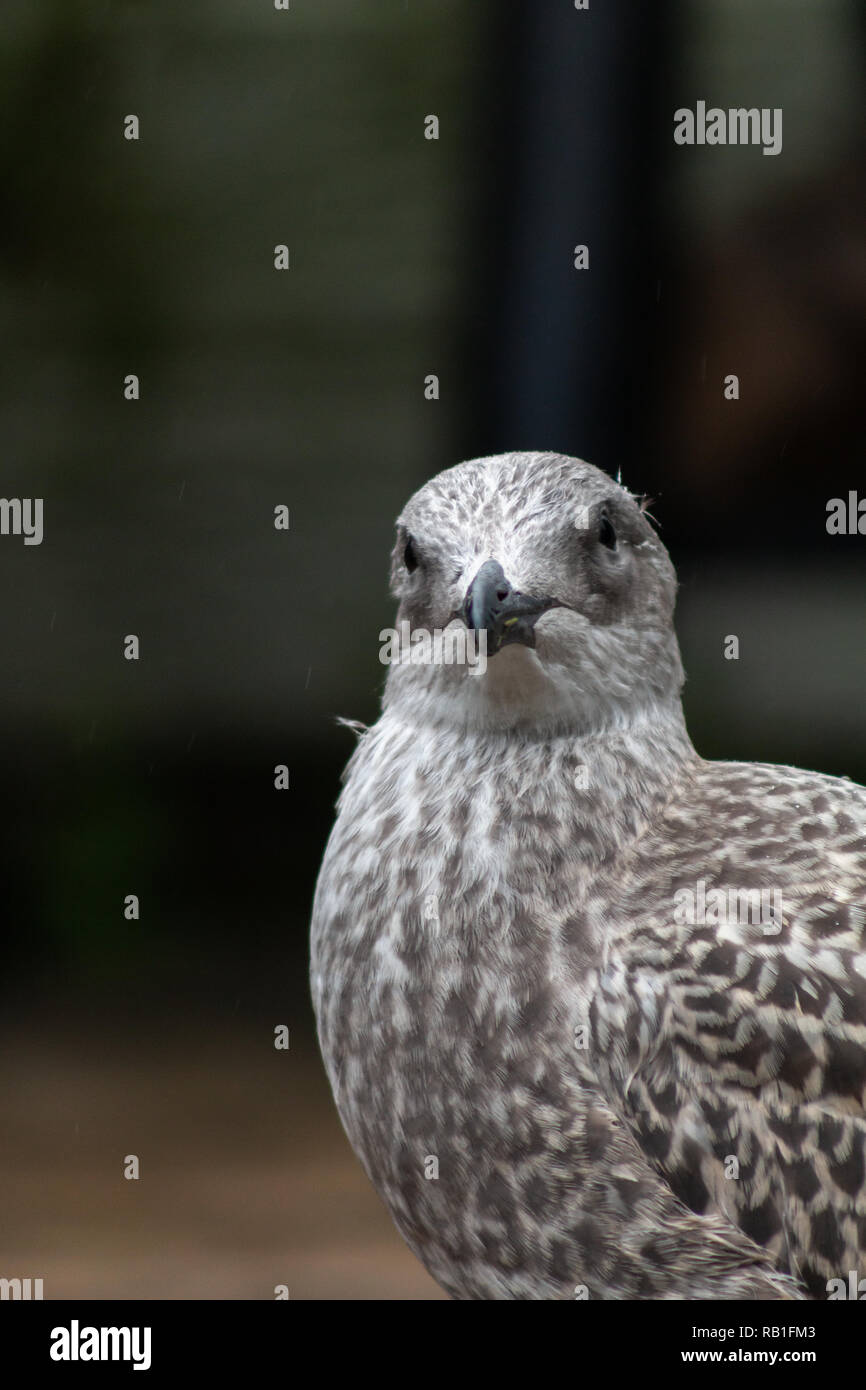 Gros plan d'une mouette juvénile Banque D'Images