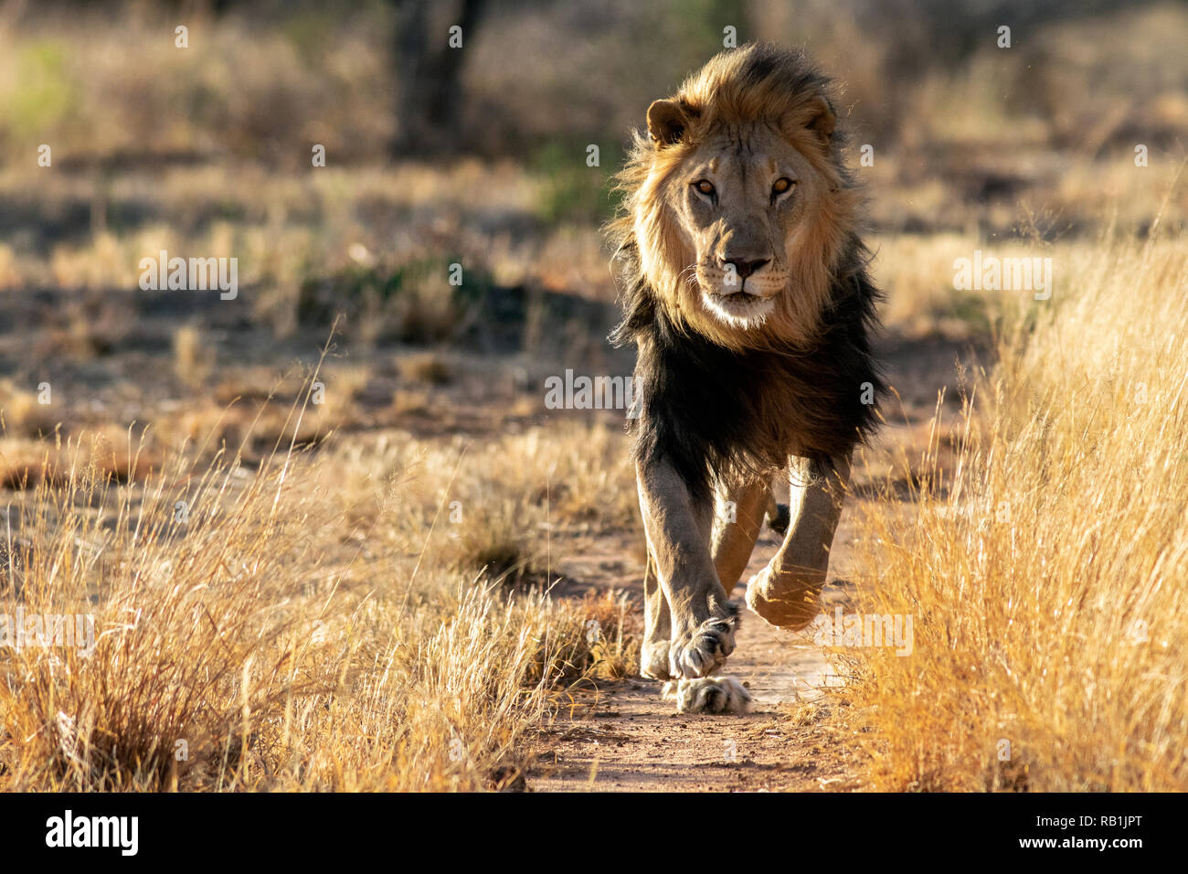 L'African Lion (Panthera leo) en captivité [] - Fondation AfriCat, Okonjima Nature Reserve, Namibie, Afrique Banque D'Images