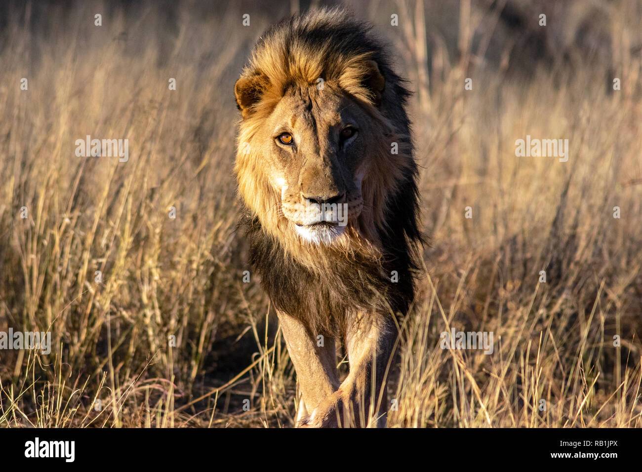 L'African Lion (Panthera leo) en captivité [] - Fondation AfriCat, Okonjima Nature Reserve, Namibie, Afrique Banque D'Images