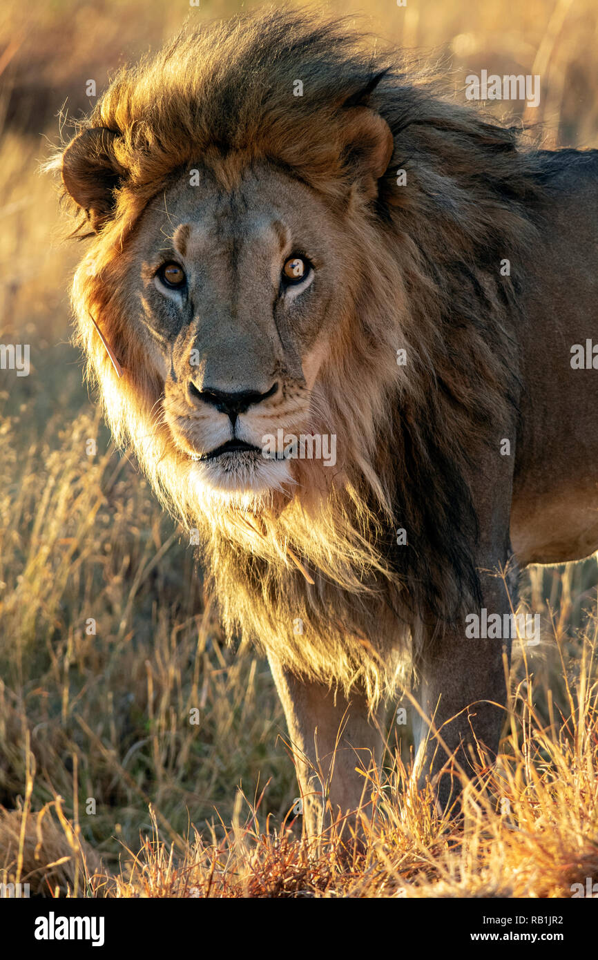 L'African Lion (Panthera leo) en captivité [] - Fondation AfriCat, Okonjima Nature Reserve, Namibie, Afrique Banque D'Images