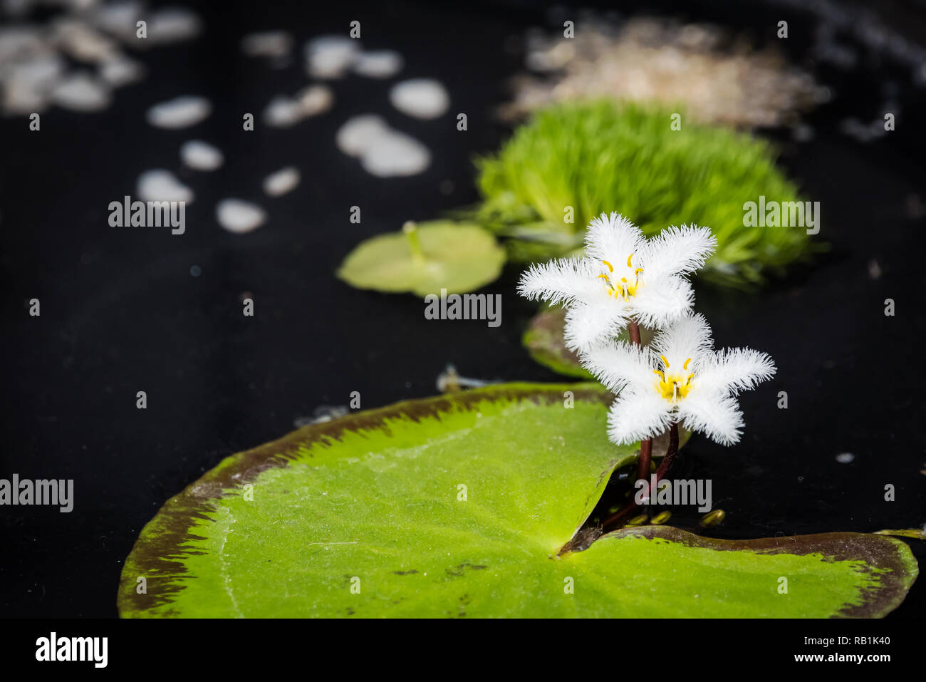 Nenuphar feuilles et fleurs blanches dans un étang Banque D'Images