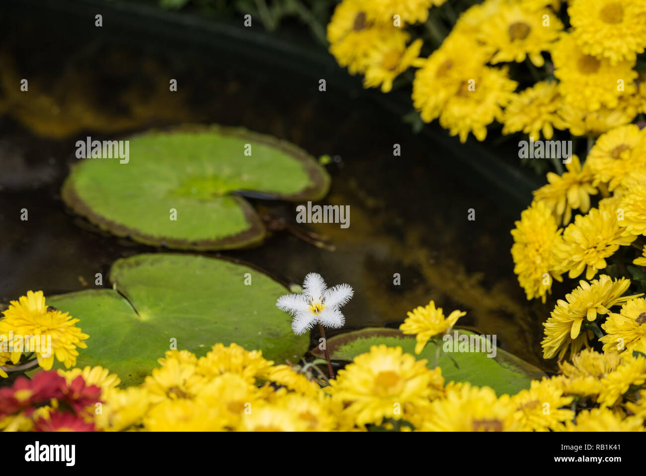 Nenuphar feuilles et fleurs jaunes dans un étang Banque D'Images