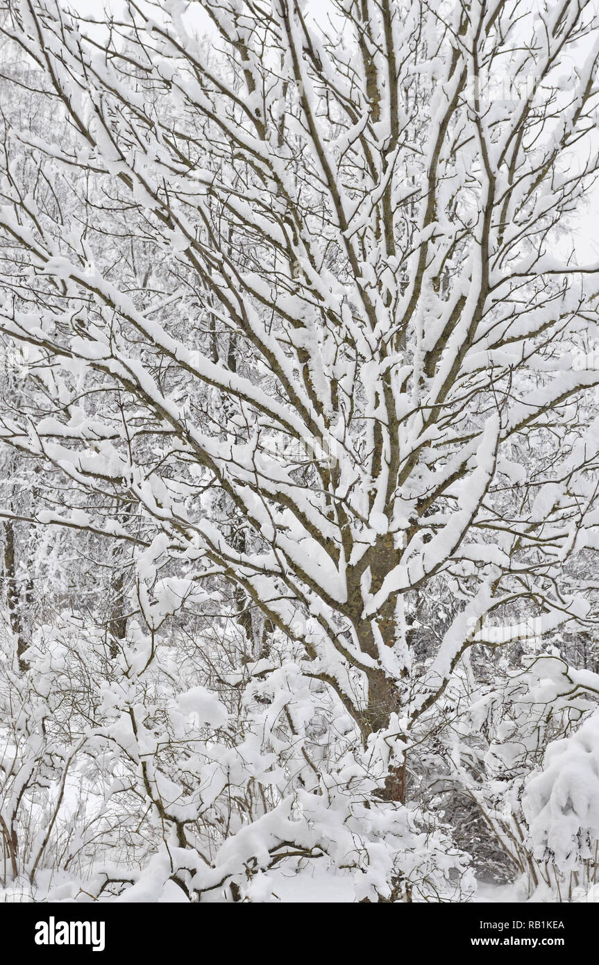 Arbres d'hiver enneigé, tout nouveau couvert de neige des branches après une tempête de blizzard, les fortes chutes de neige soufflée de multiples rameaux de l'arbre grand détail vertical détaillé Banque D'Images