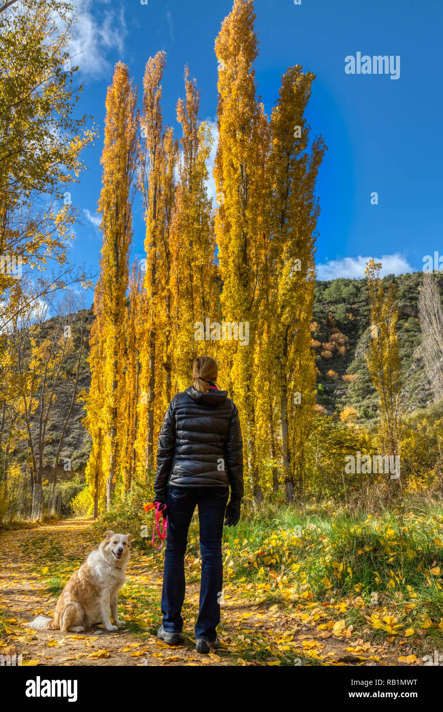 Une femme blonde avec son border collie mix sur un chemin jusqu'à la jaune doré à l'automne les feuilles des grands arbres devant elle avec une montagne Banque D'Images