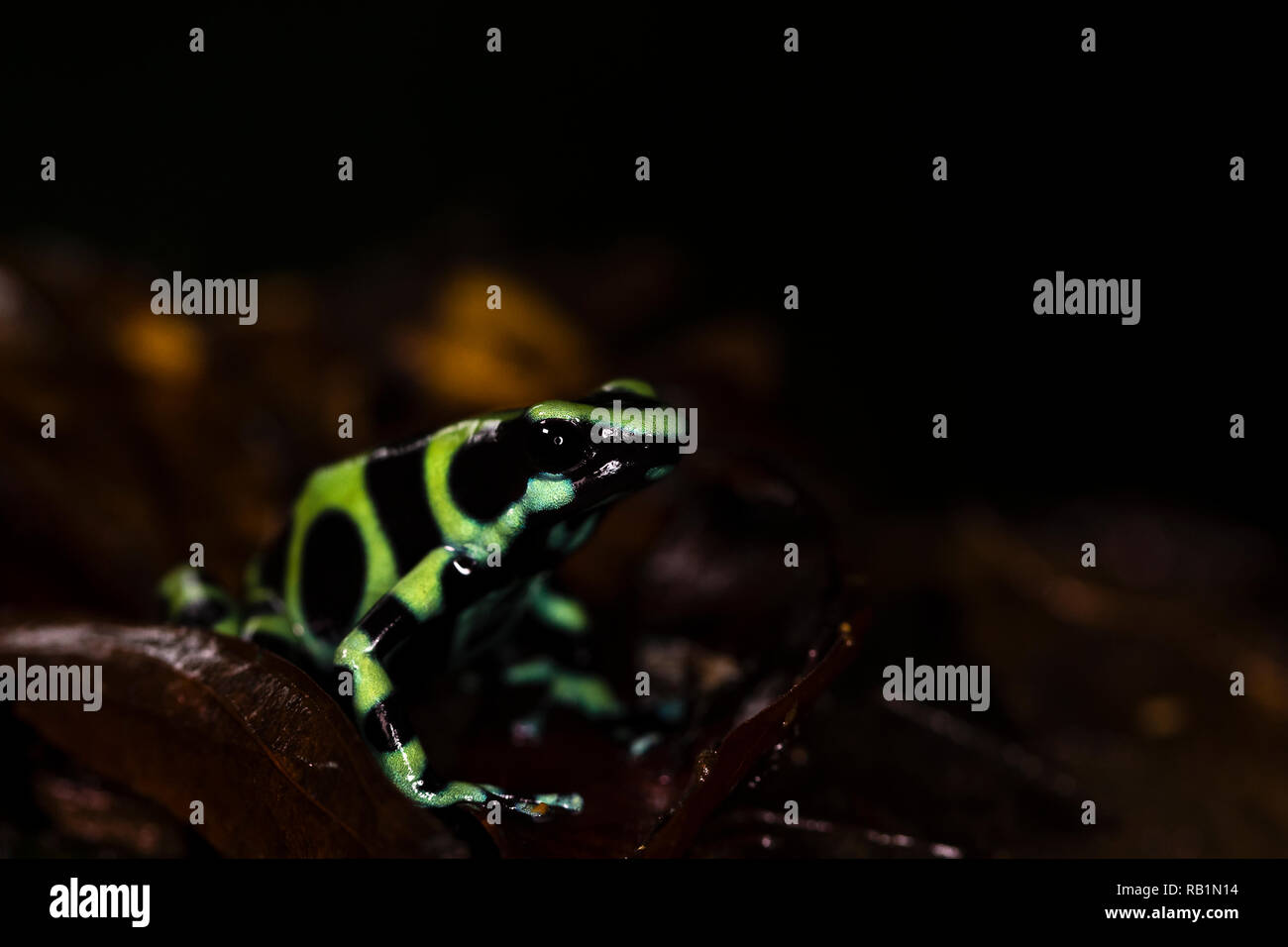 Noir et vert grenouille poison, Costa Rica Rainforest Banque D'Images