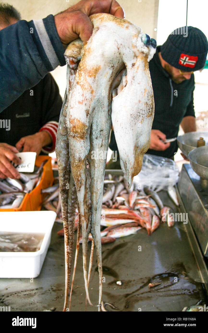 Pêcheur détient un grand poulpe dans un marché aux poissons, les poissons, la pêche Banque D'Images