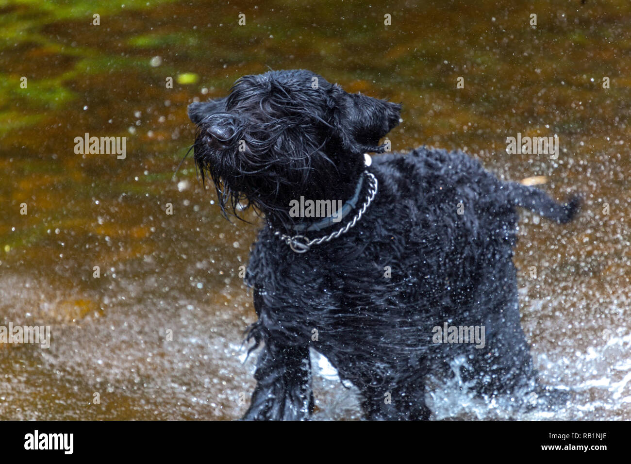 Chien de tarissement Banque D'Images