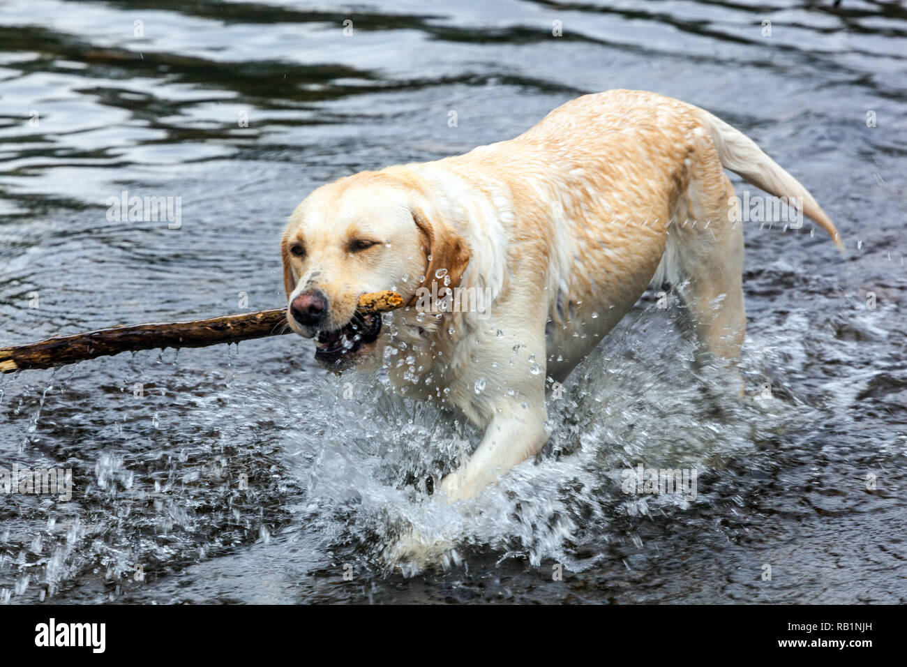 Le chien porte un bâton de la rivière Banque D'Images