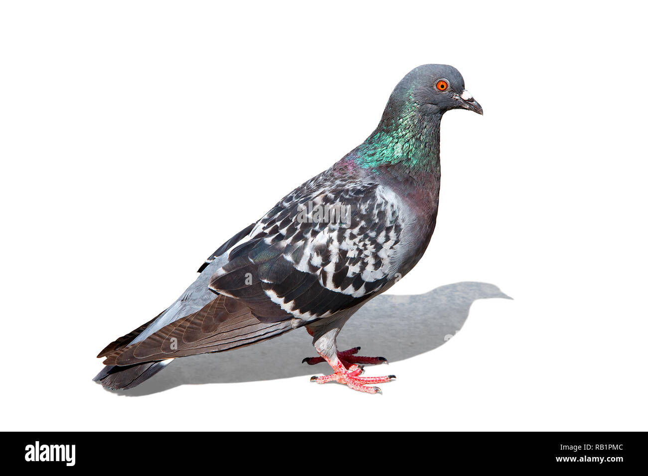 Pigeon colorés isolé Banque D'Images