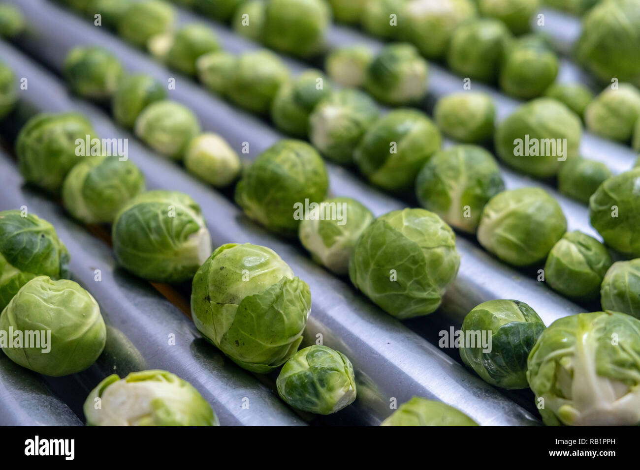 Ligne de production de choux de Bruxelles en usine Banque D'Images