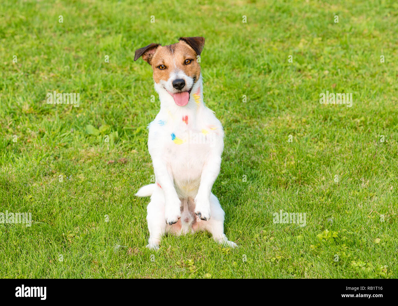 Smiling dog avec taches de peinture assis sur ses pattes pour la mendicité poser Banque D'Images