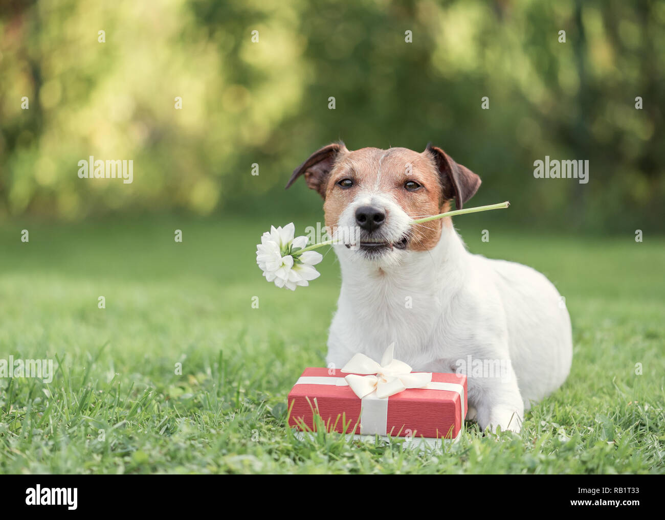 Chien avec boîte cadeau rouge et fleur comme Valentine's day card Banque D'Images