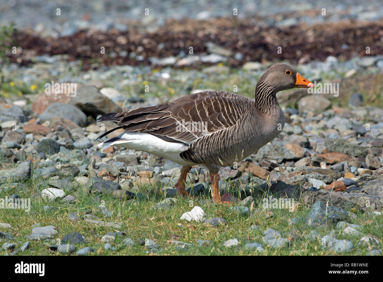 Oie cendrée (Anser anser). Un oiseau seul à marcher le long de la ligne de rivage de l'île de Mull, Hébrides intérieures. Femelle en incubation au large de son nid, juin. Monomorphe sexuellement. Pair bonding permanent.​ Banque D'Images