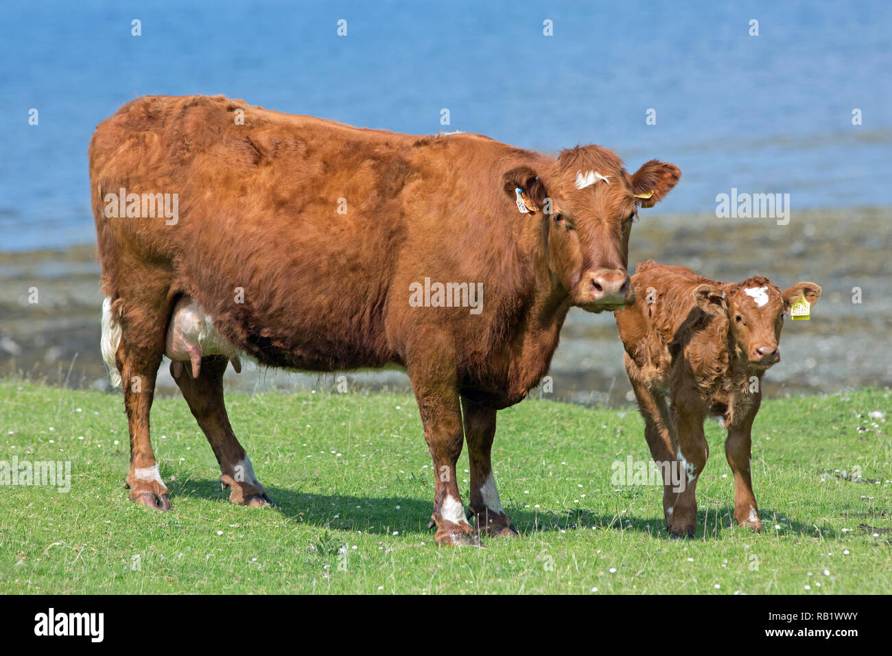 Vache et veau. Les membres d'un troupeau allaitant de bétail. L'île de Mull. Le inner​ Hébrides. Côte ouest de l'Écosse. Banque D'Images