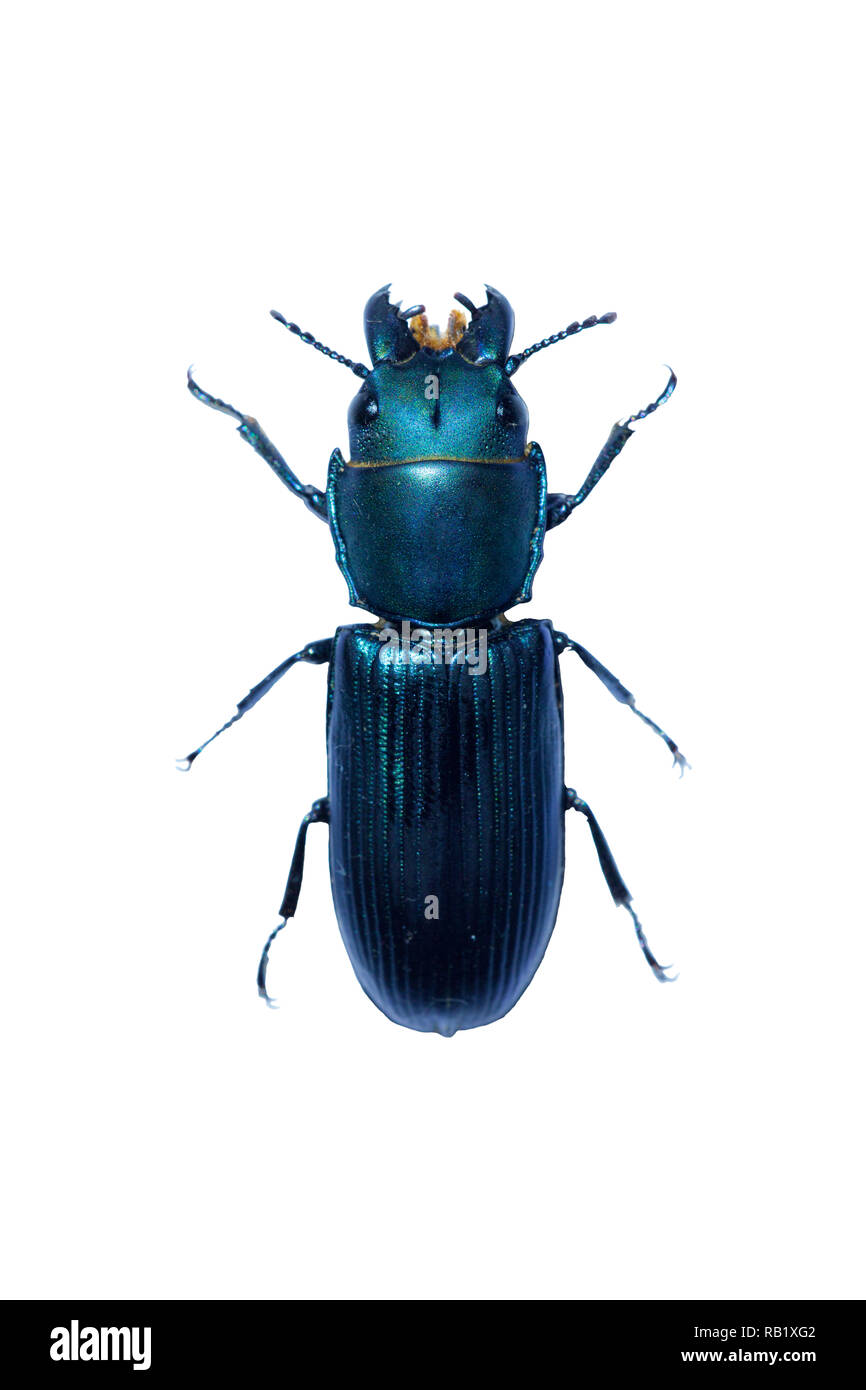 Une belle photo d'un coléoptère (Passalidae bess bleuâtre) Banque D'Images