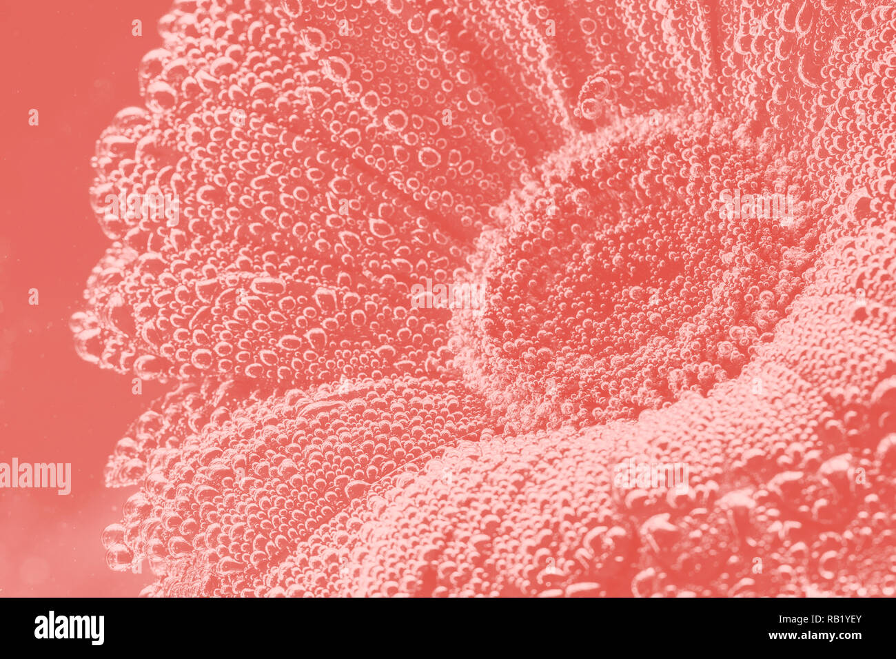 Gerbera flower close up. Couleur de Fleurs aux tons corail vivant. Banque D'Images