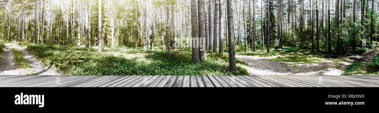 Panorama des forêts sauvages Banque D'Images