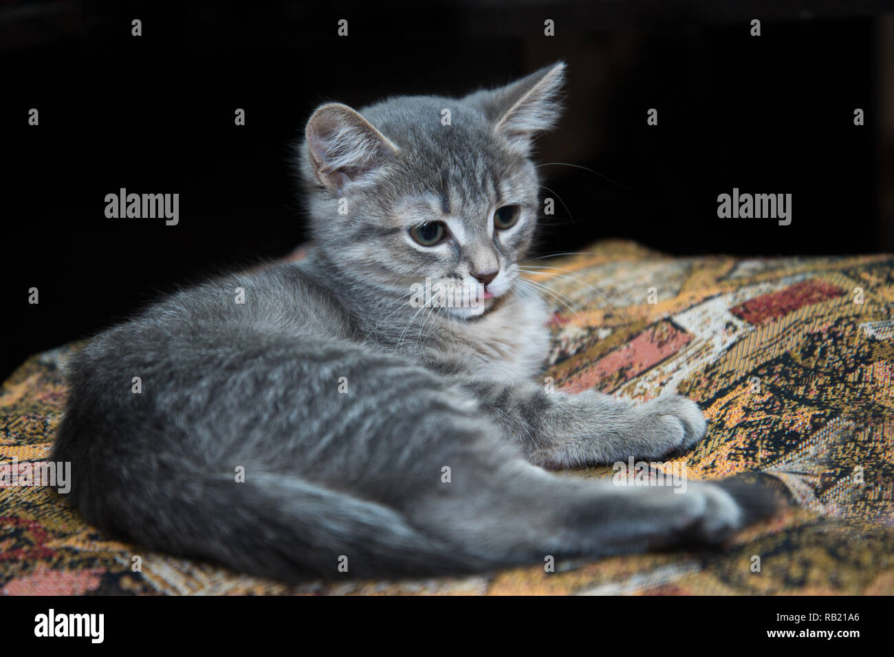 Chaton Gris Se Trouve Photo Stock Alamy Chaton Gris Se Trouve Photo Stock Alamy