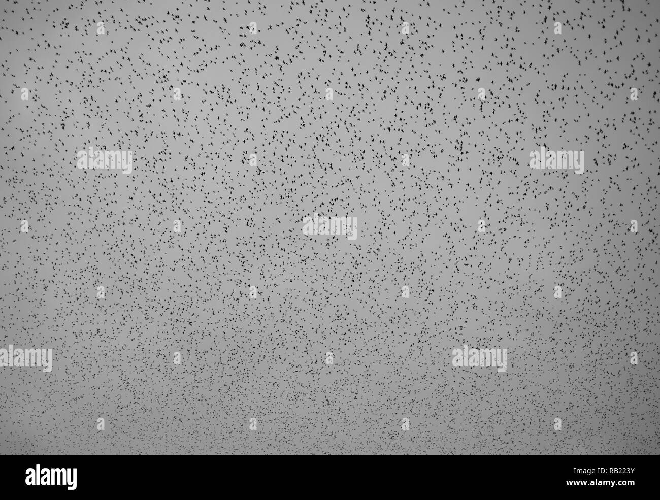 Des milliers d'Étourneaux sansonnets (Sturnus vulgaris) se rassemblent dans le ciel du soir avant d'aller au dortoir, Oxfordshire Banque D'Images