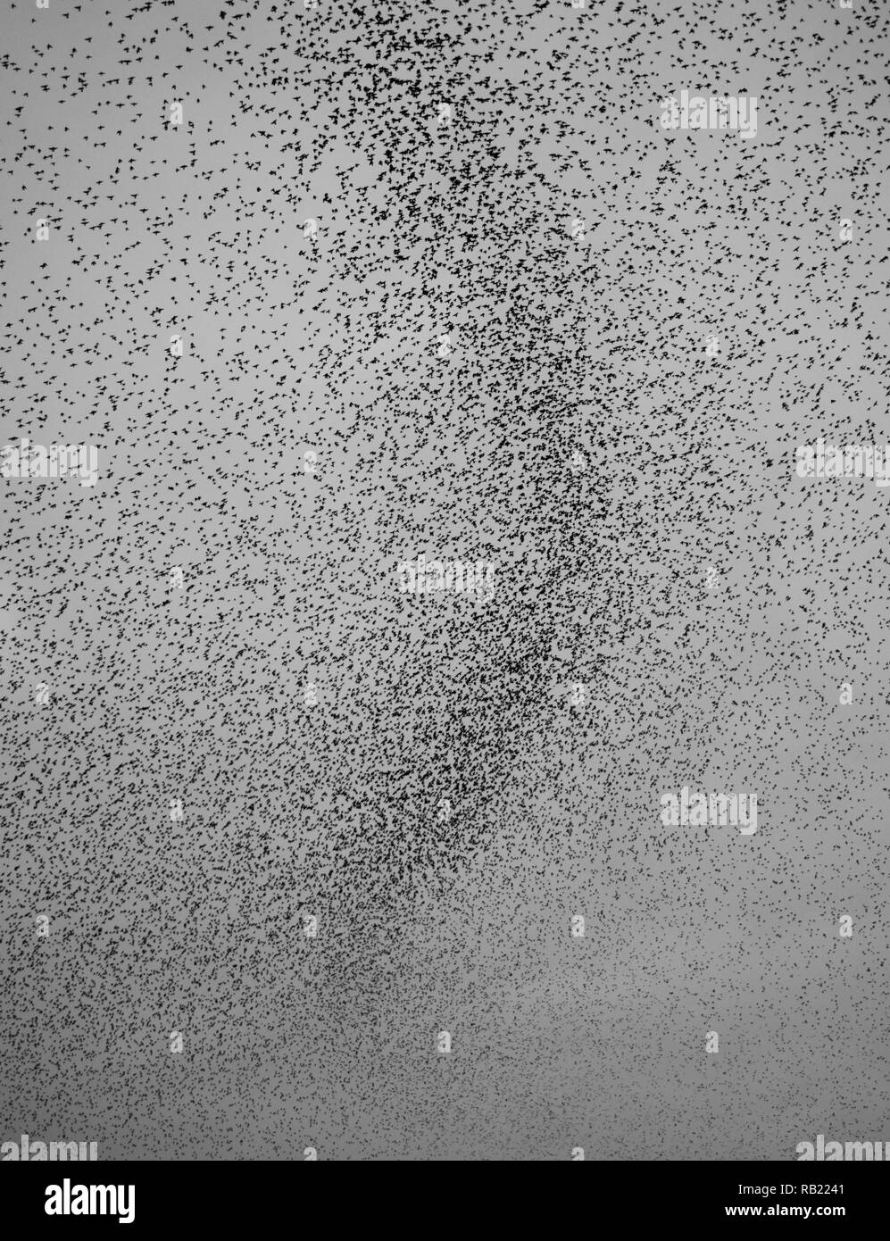 Des milliers d'Étourneaux sansonnets (Sturnus vulgaris) se rassemblent dans le ciel du soir avant d'aller au dortoir, Oxfordshire Banque D'Images