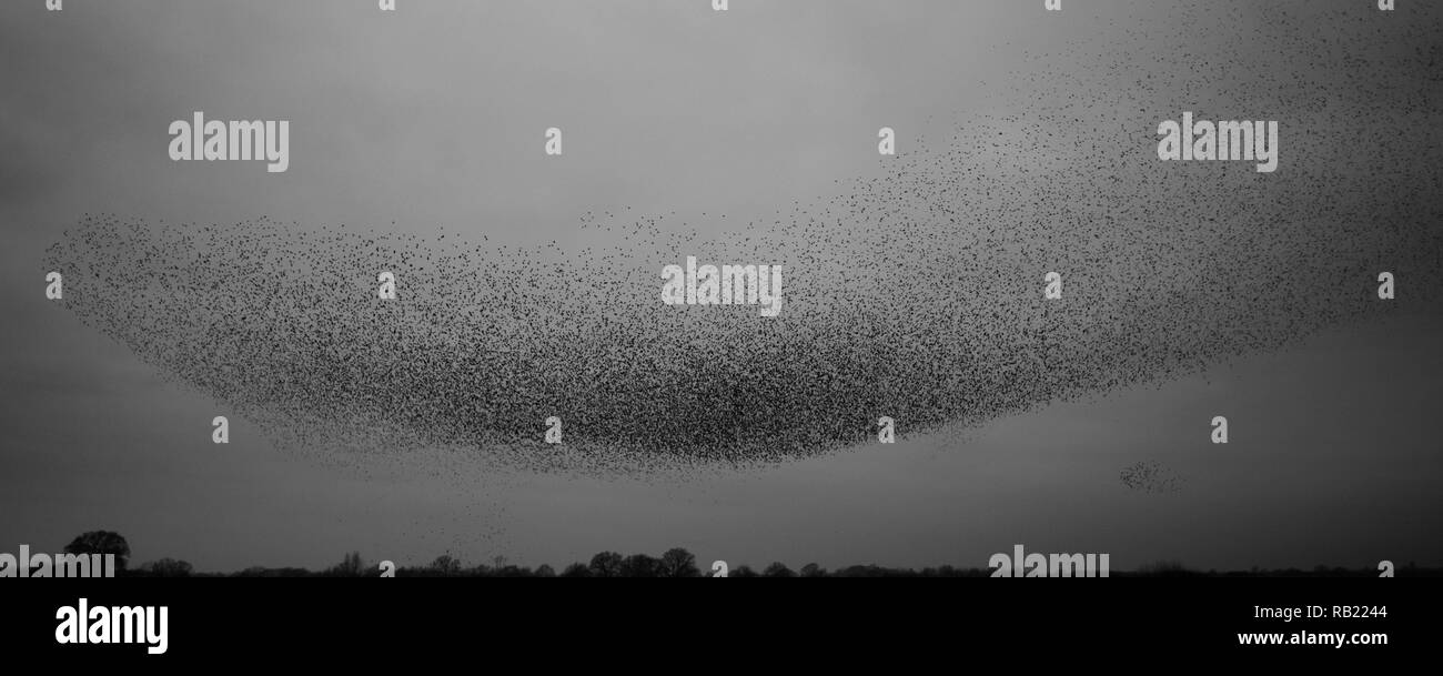 Des milliers d'Étourneaux sansonnets (Sturnus vulgaris) se rassemblent dans le ciel du soir et effectuer une vue imprenable murmuration avant d'aller au dortoir, Oxfordshire Banque D'Images