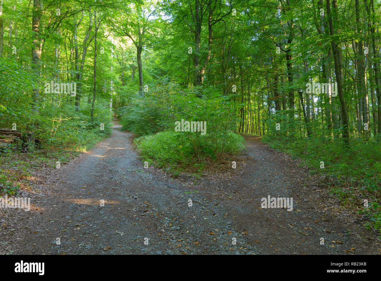 Route forestière fourchue, Waldbrunn, Baden-Wurttemberg, Allemagne Banque D'Images