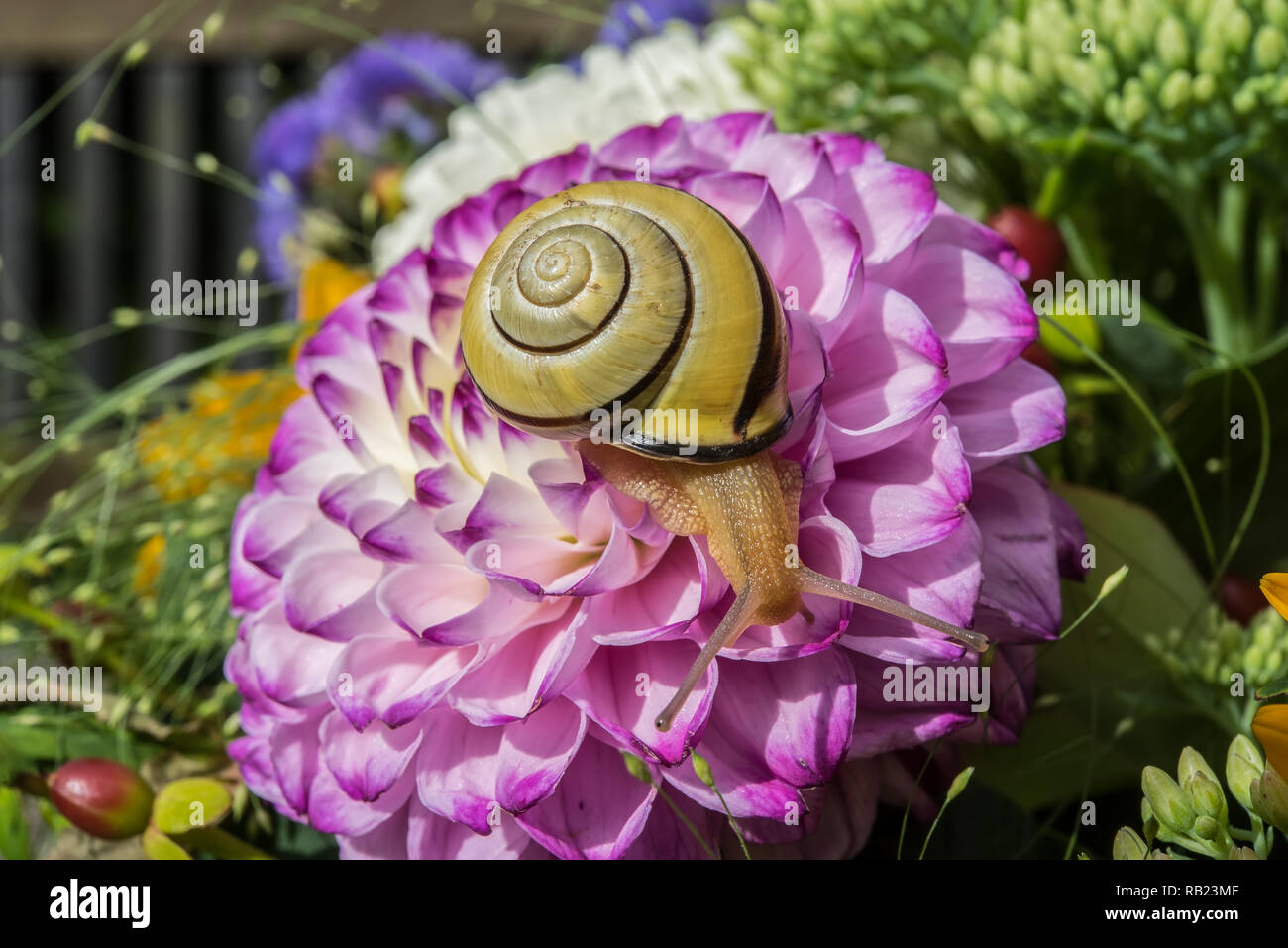 Escargot jaune assis sur un gros dahlia rose blossom Banque D'Images