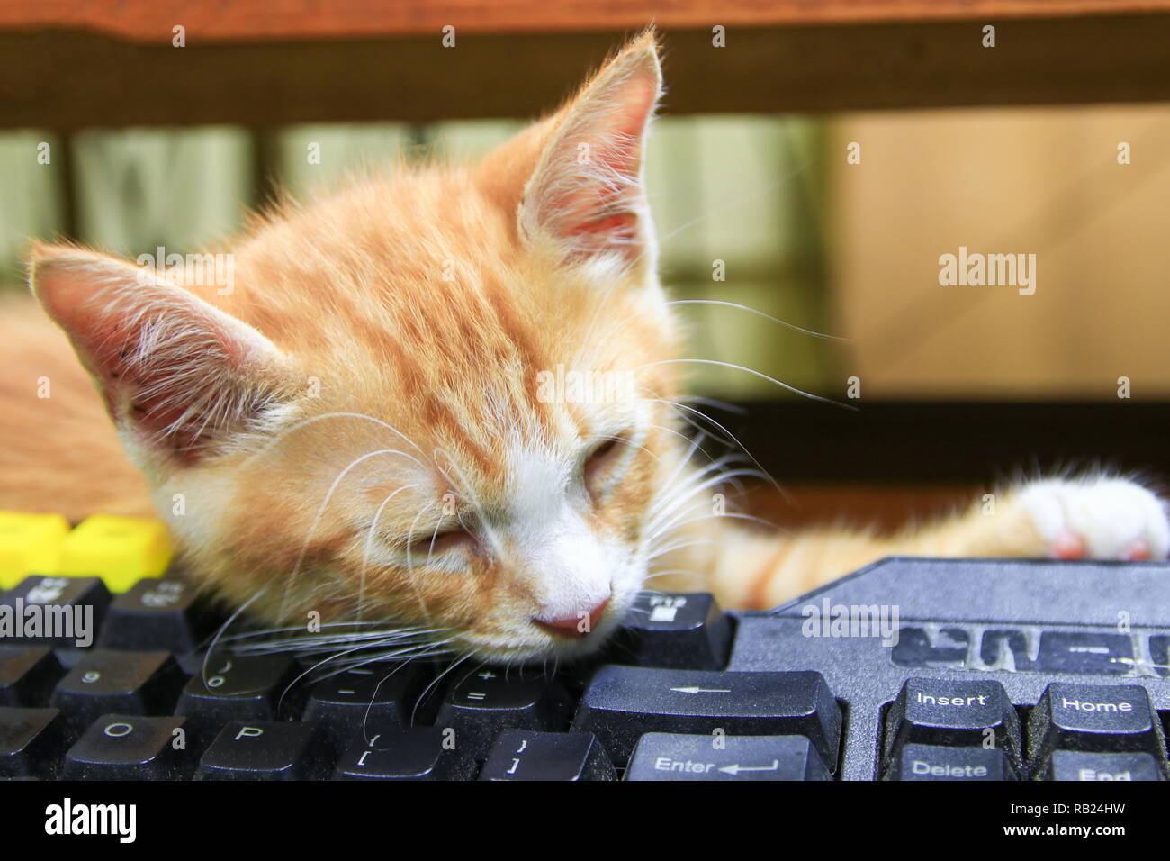 Orange chaton dormant sur l'utilisation de la technologie de clavier ordinateur. business concept Banque D'Images