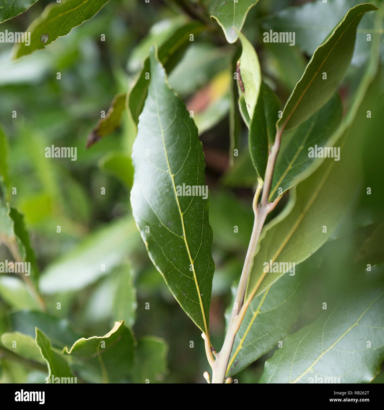 Close up of a green lorus nobilis feuille sur un arbre. Banque D'Images