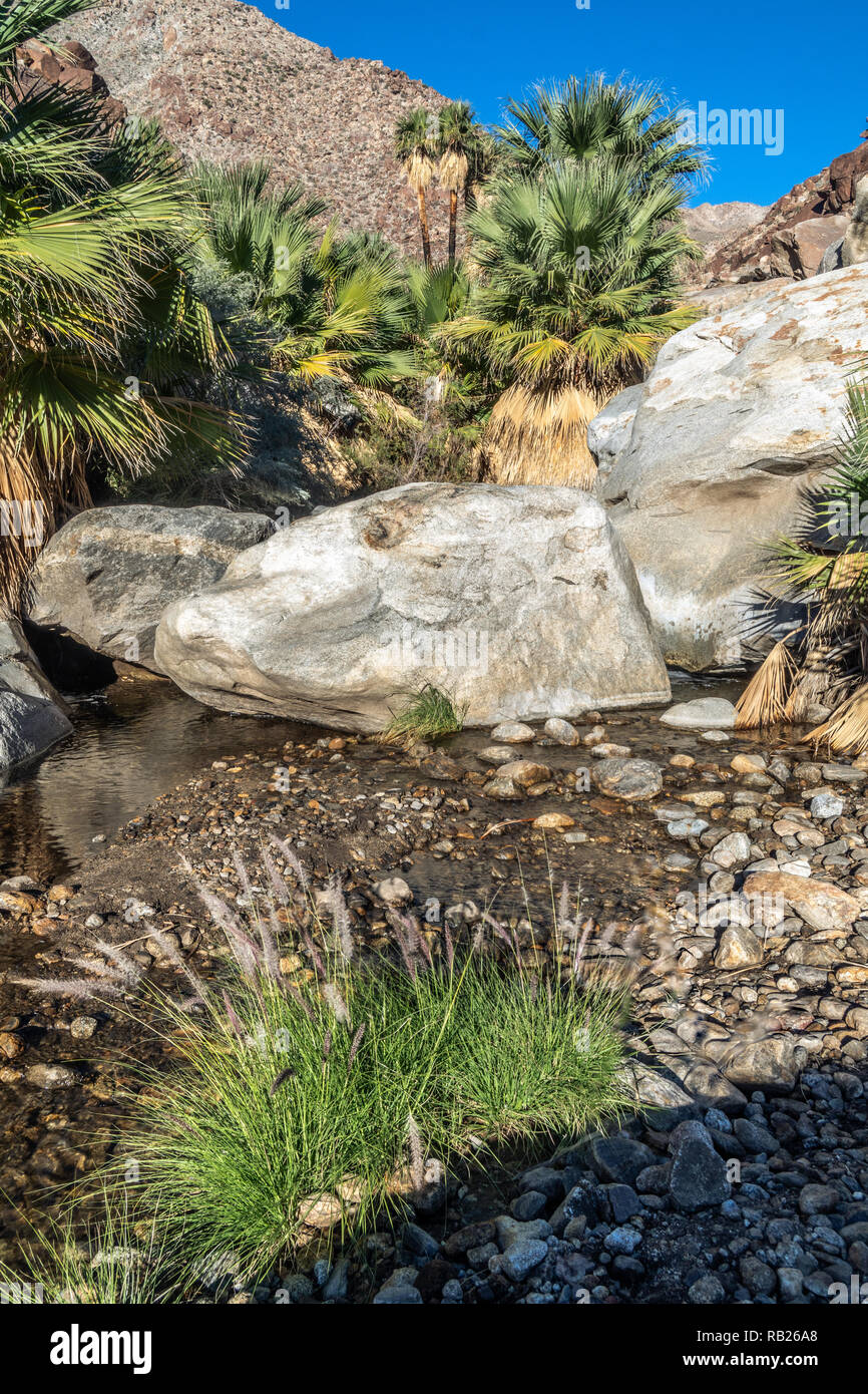 Palmiers et d'eau douce coulant, Borrego Palm Canyon Oasis, Anza Borrego State Park, Californie Banque D'Images