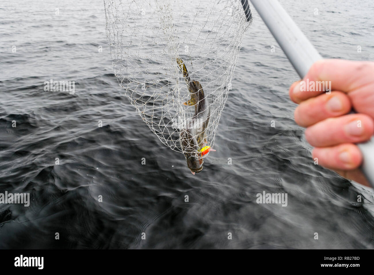 Close-up de gros poissons capturés, les mains de fisherman holding