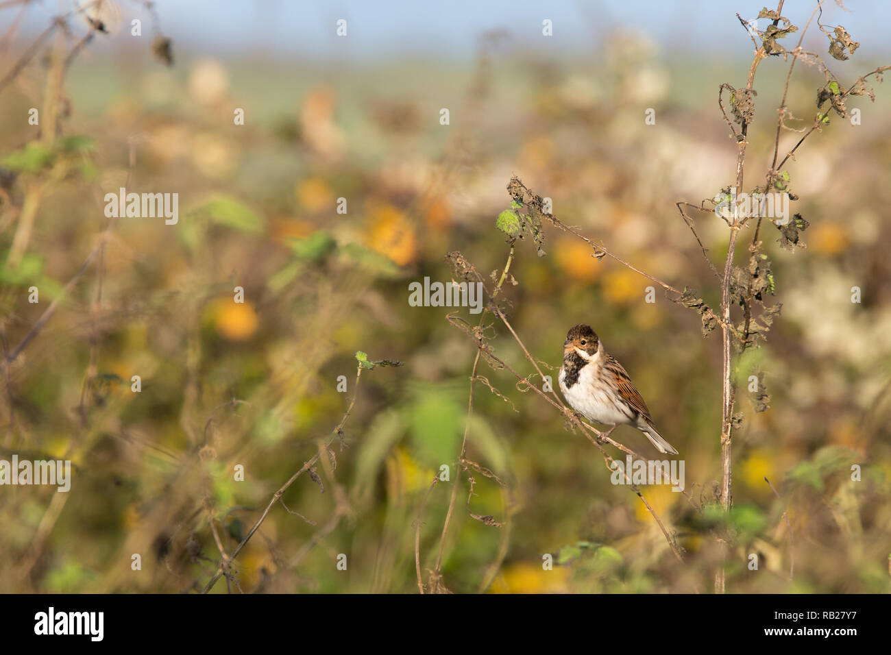 Homme Reed Bunting Emberiza schoeniclus [ ] à scrub Banque D'Images