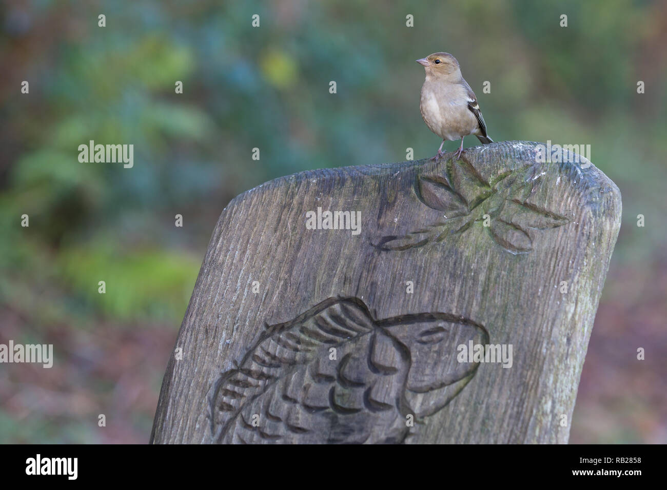 Chaffinch Fringilla coelebs femelle [ ] le siège de jardin Banque D'Images