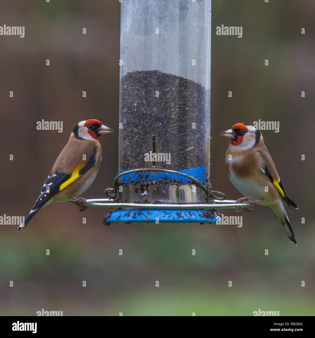 Les chardonnerets Carduelis carduelis [ ] se nourrissant de graines de niger du convoyeur de jardin Banque D'Images