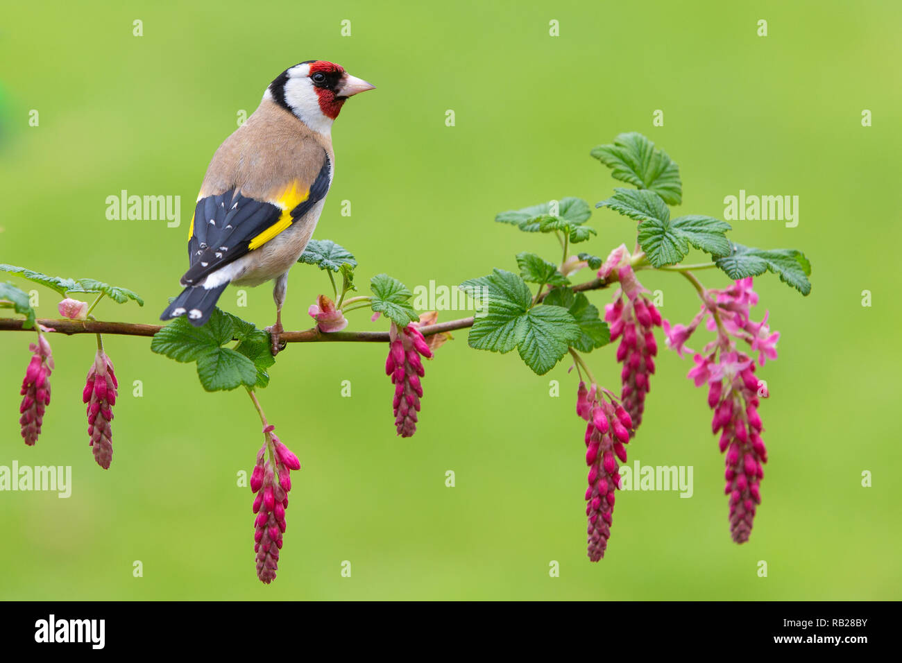 Carduelis carduelis Goldfinch [ ] on Flowering Currant Ribes sanguineum [ ] du flou de l'herbe en arrière-plan Banque D'Images